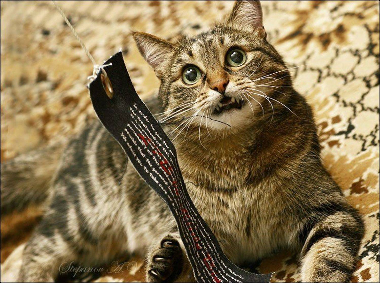 мы будем играть кот любимый, Александр Степанов