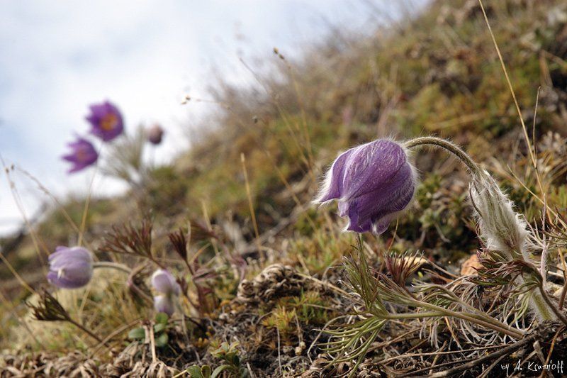 подснежник колыма первоцвет нежные цветы сурового края... фото превью