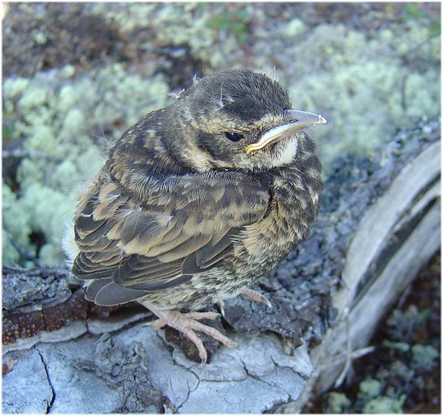 кукша,птенец, Солодухин Виктор