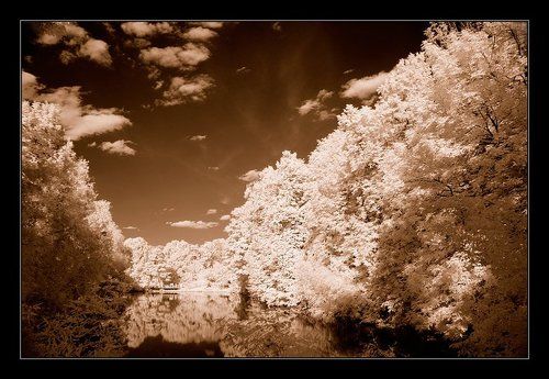 CINEREUS HIEMS