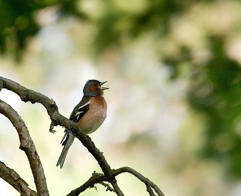 Соловьиная трель фото превью