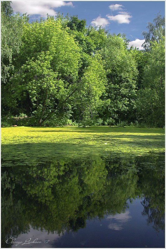 парк, лето, покровское-стрешнево, пруд в парке фото превью