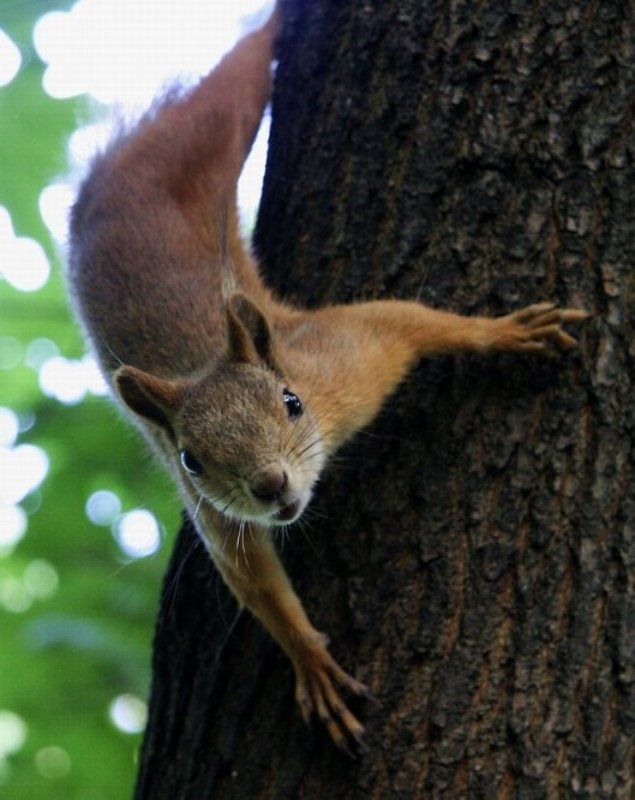 Белка фото превью