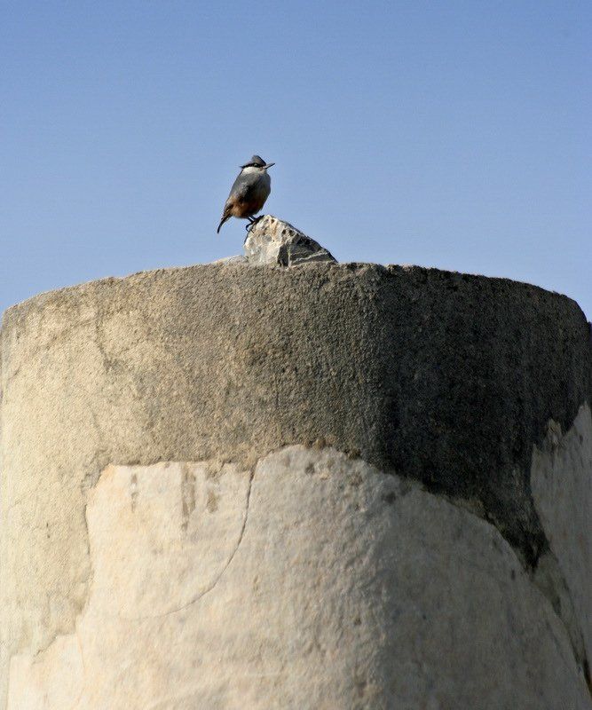 турция, эфес, колонна, птица Царь горы. фото превью