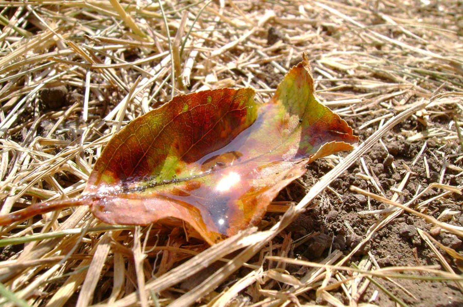 лист, блик, Remint