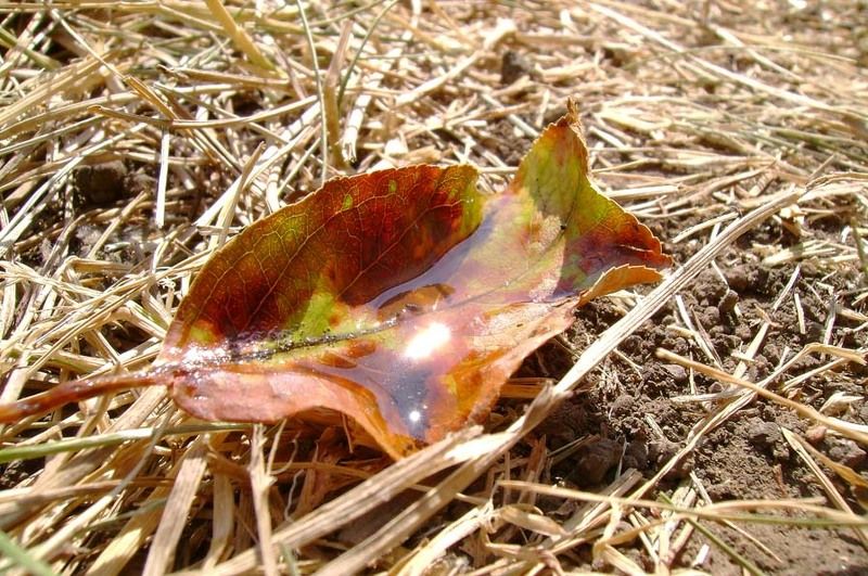 лист, блик Зайчики фото превью