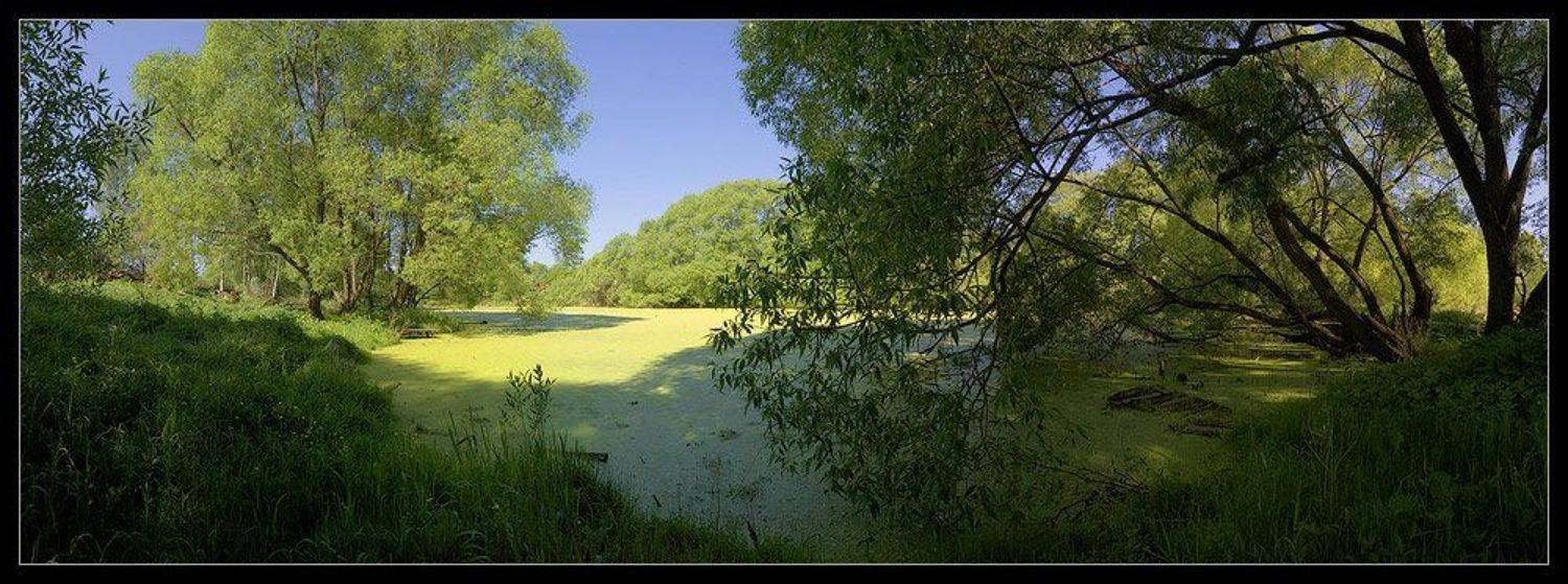 подмосковье, пруд, старый, ива, панорама, Дмитрий Башаев