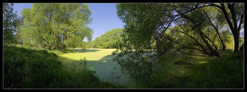 подмосковье, пруд, старый, ива, панорама Старый пруд фото превью