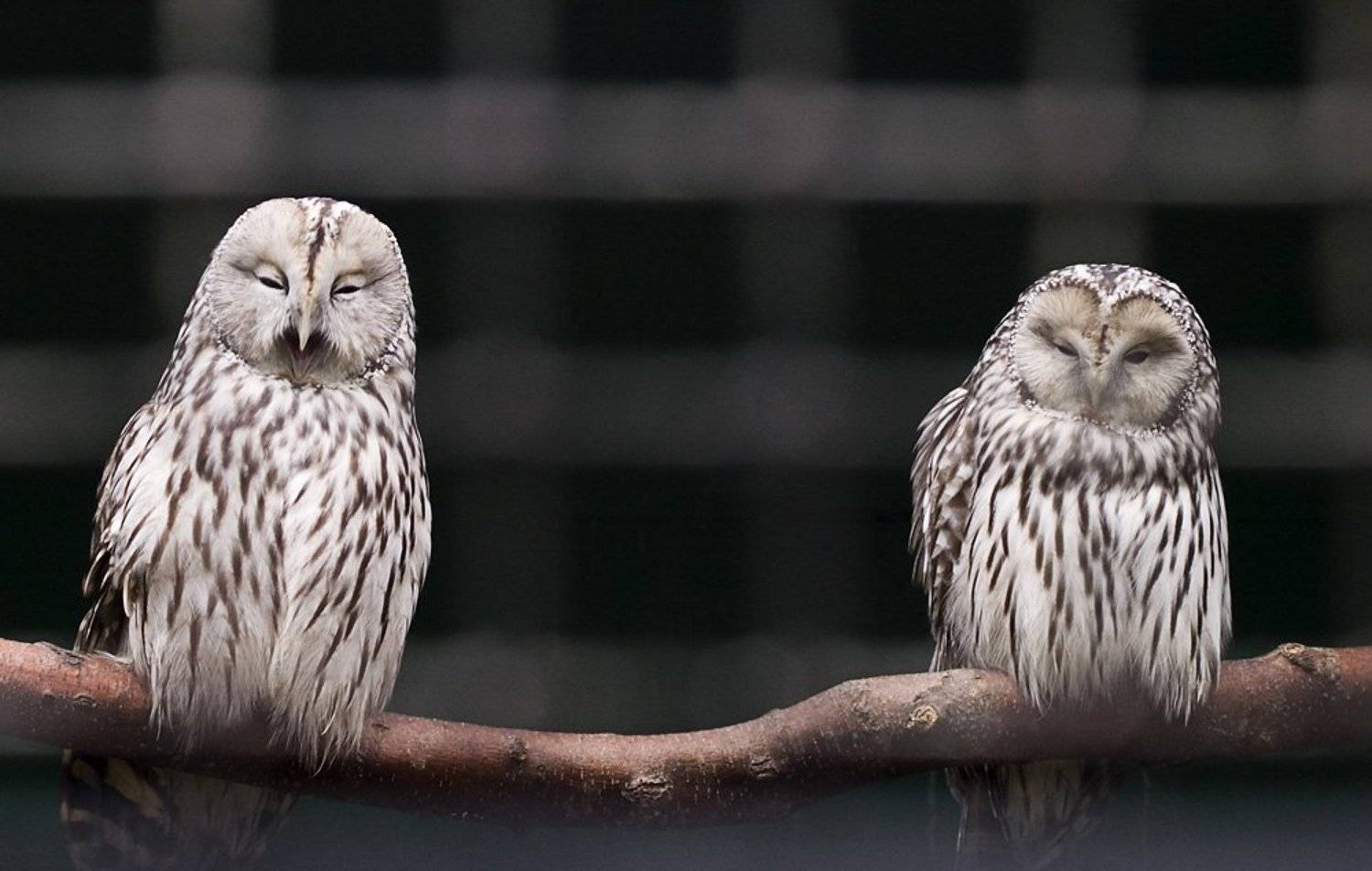 птицы, хищники, зоопарк, Dankost