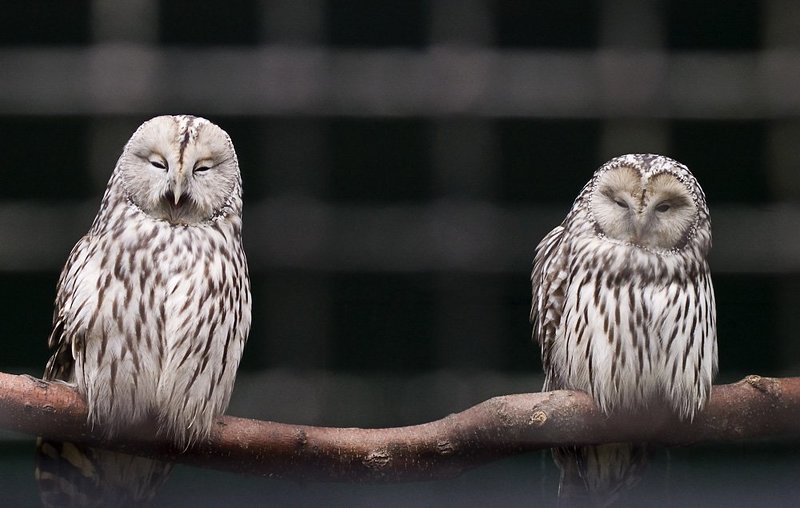 птицы, хищники, зоопарк Давно здесь сидим... фото превью