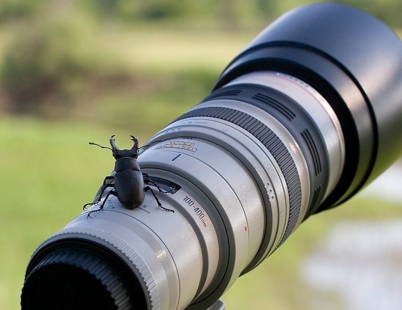 Приземление жучка на край телевичка фото превью