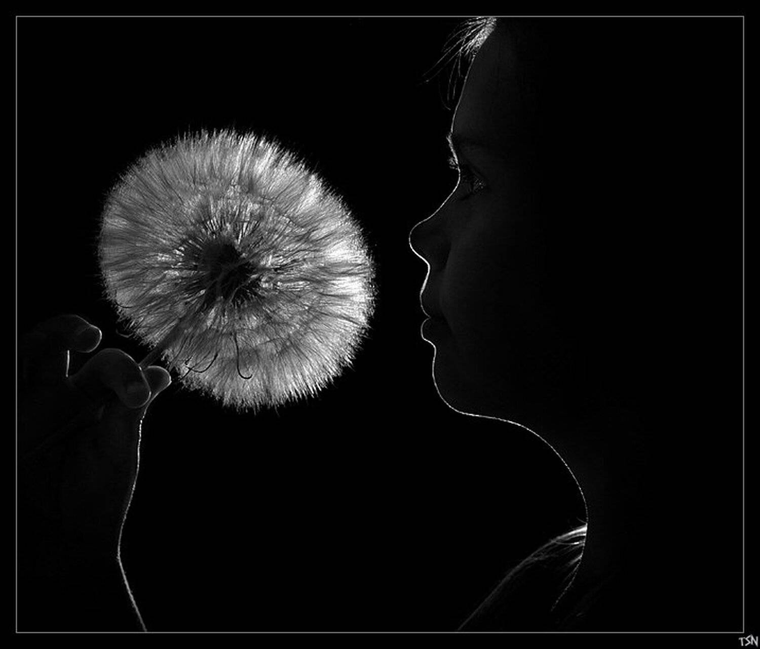 одуванчик, Сергей Требунских