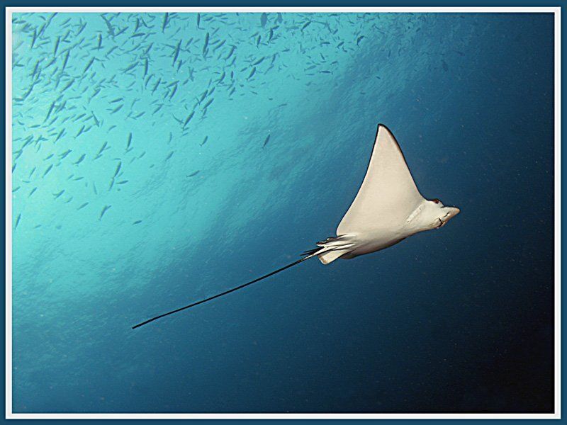 В свободном полёте фото превью