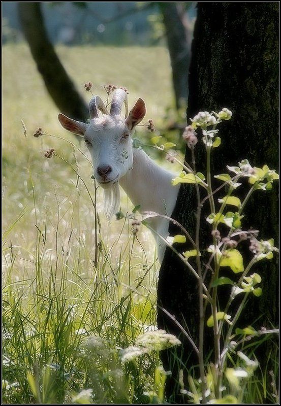 коза Коза nostro фото превью