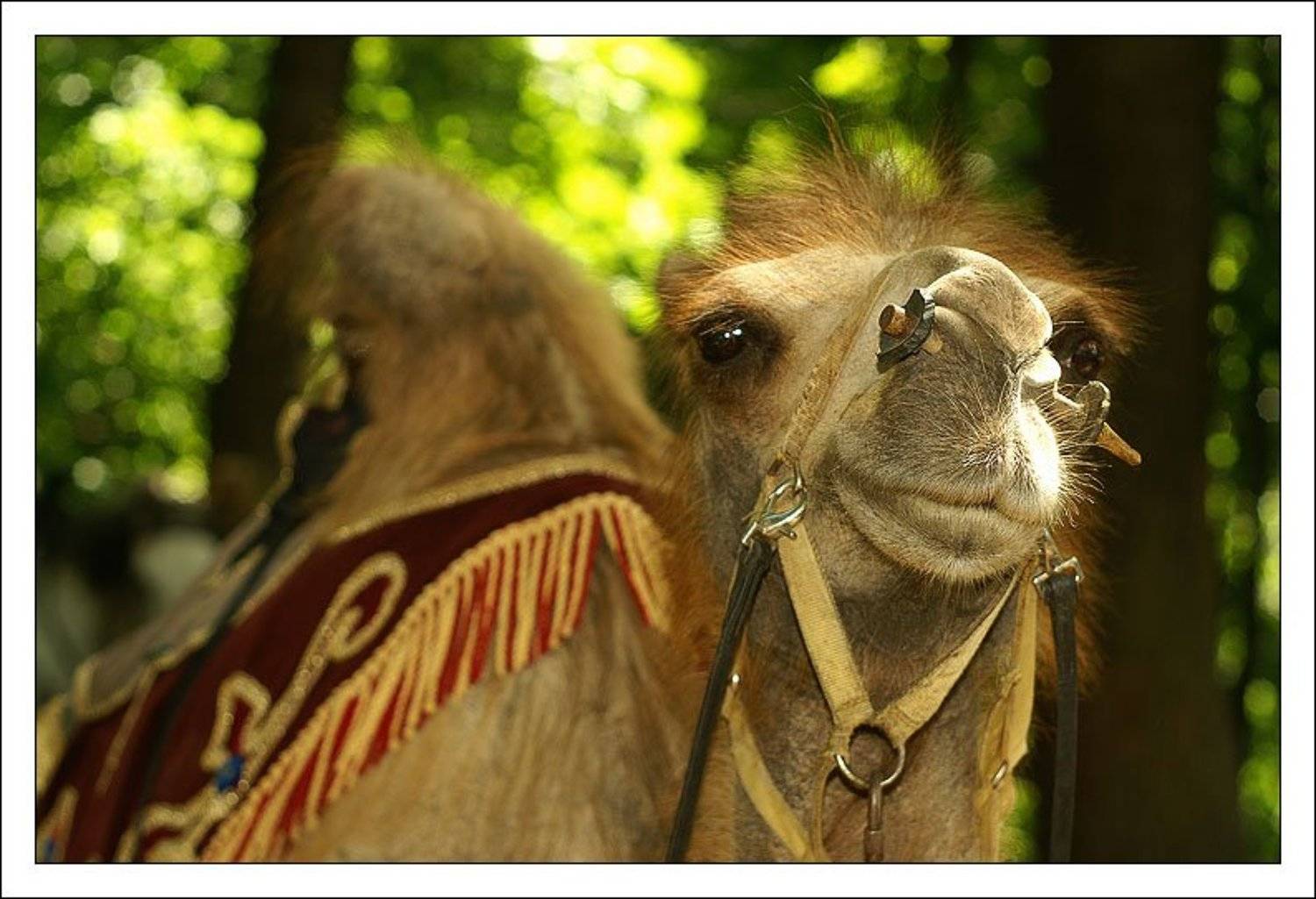 верблюд, морда, jouris