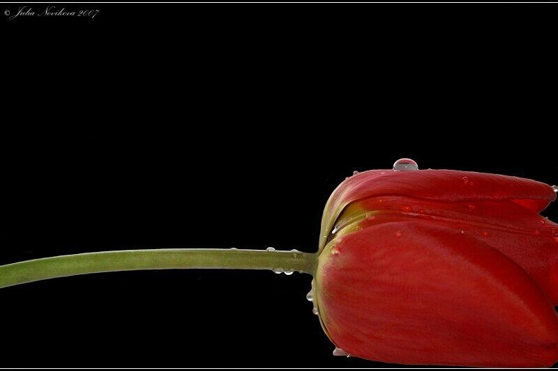 тюльпан, капли C капельками. фото превью