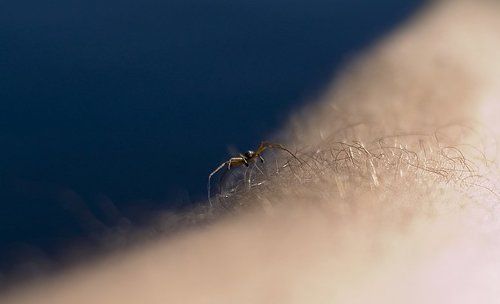 Случайный гость