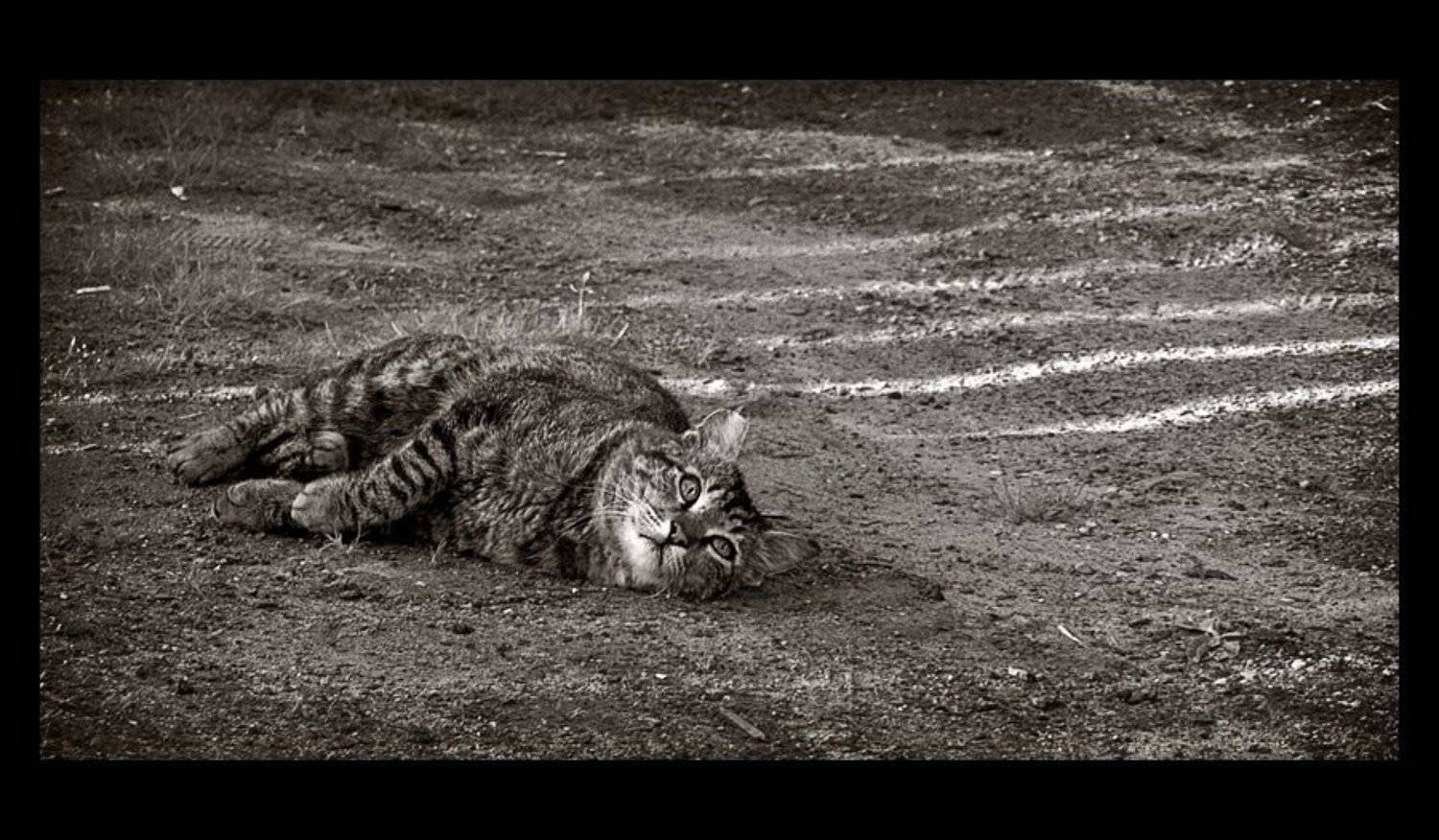 , Павел М. Цветков