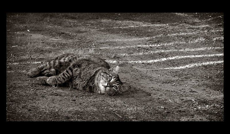 Про кота, который терял полоски... фото превью