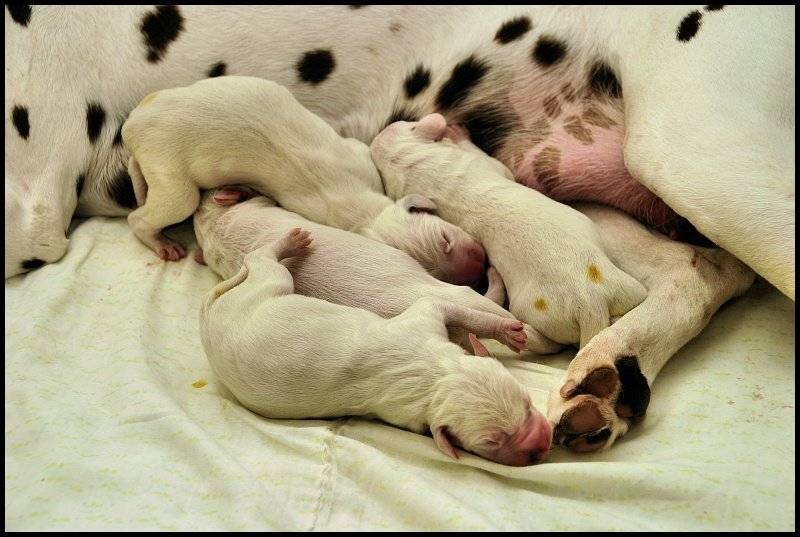 далматинец, щенки, Cairns (Павел Васильев)