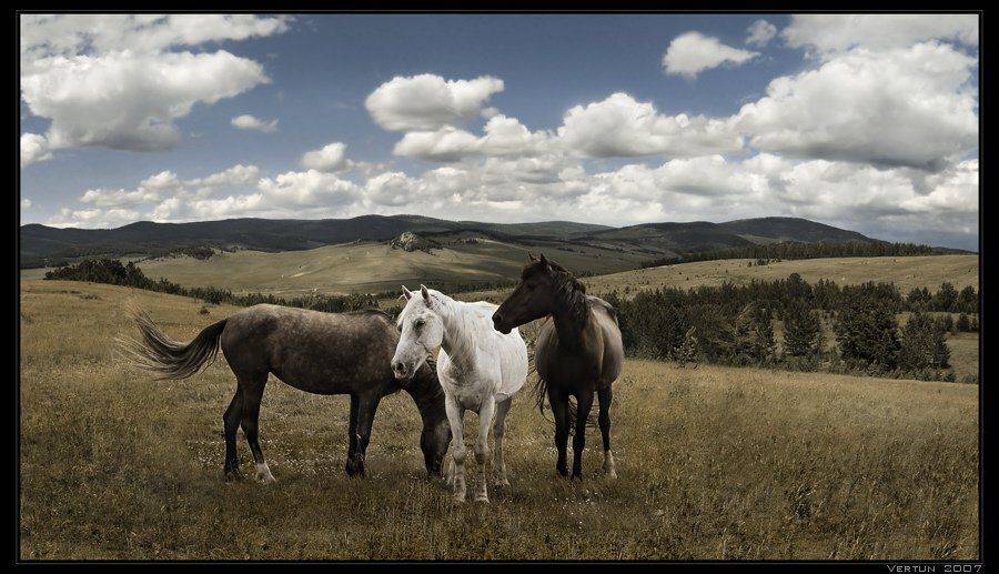 лошади кони простор бурятия, Игорь Глушко