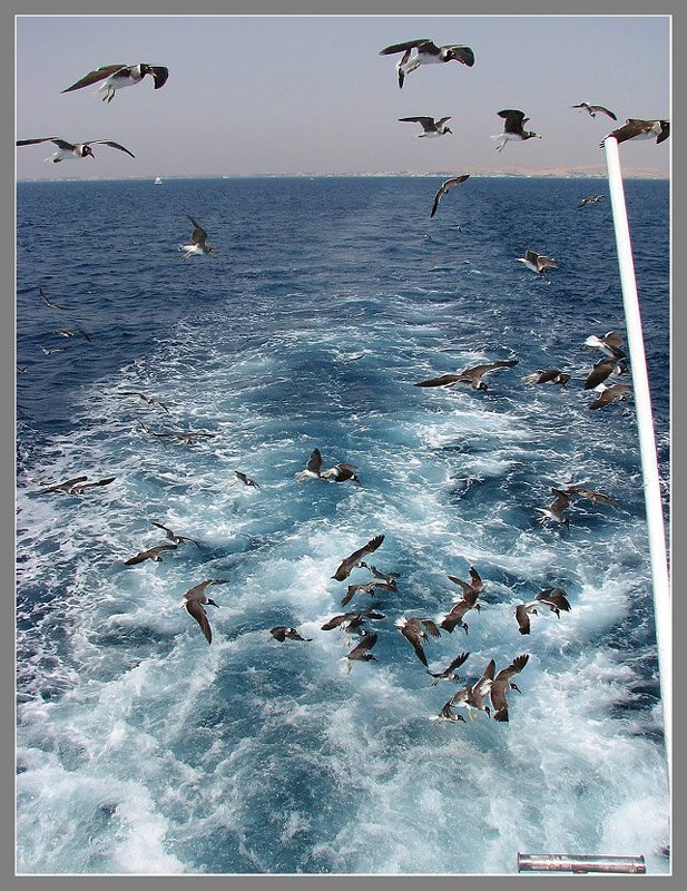 В кильватере фото превью