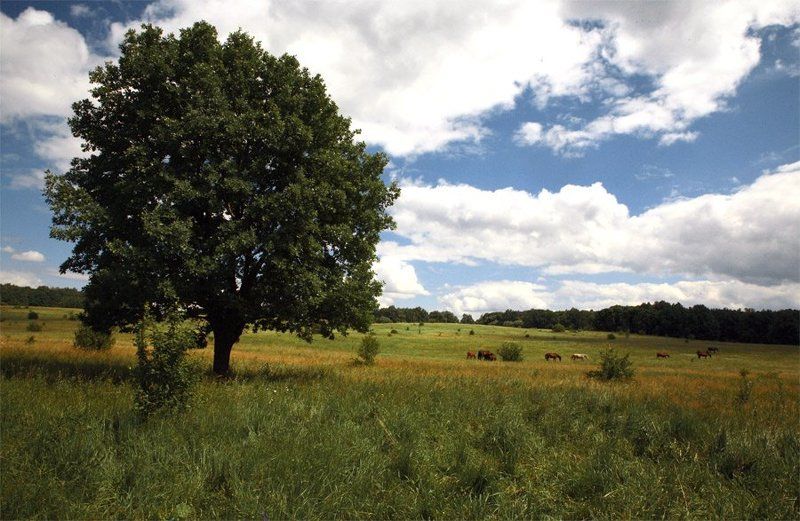 ещё про дуб и коней фото превью