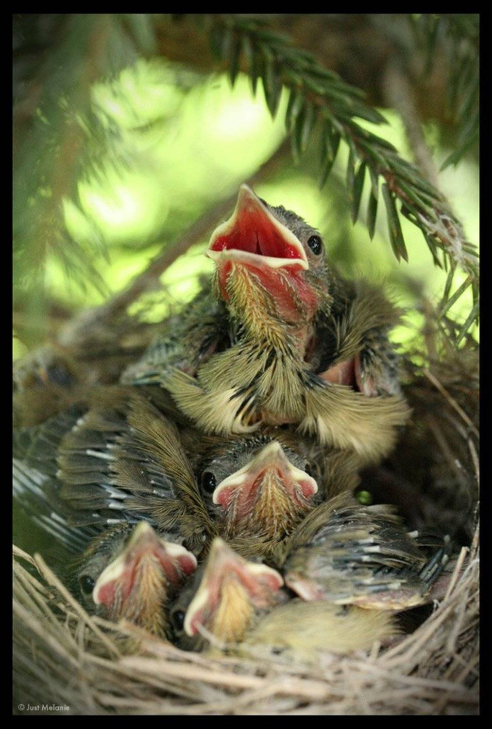 гнездо,птенцы,птицы, Just Melanie