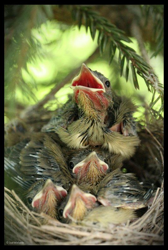 гнездо,птенцы,птицы гнездо фото превью