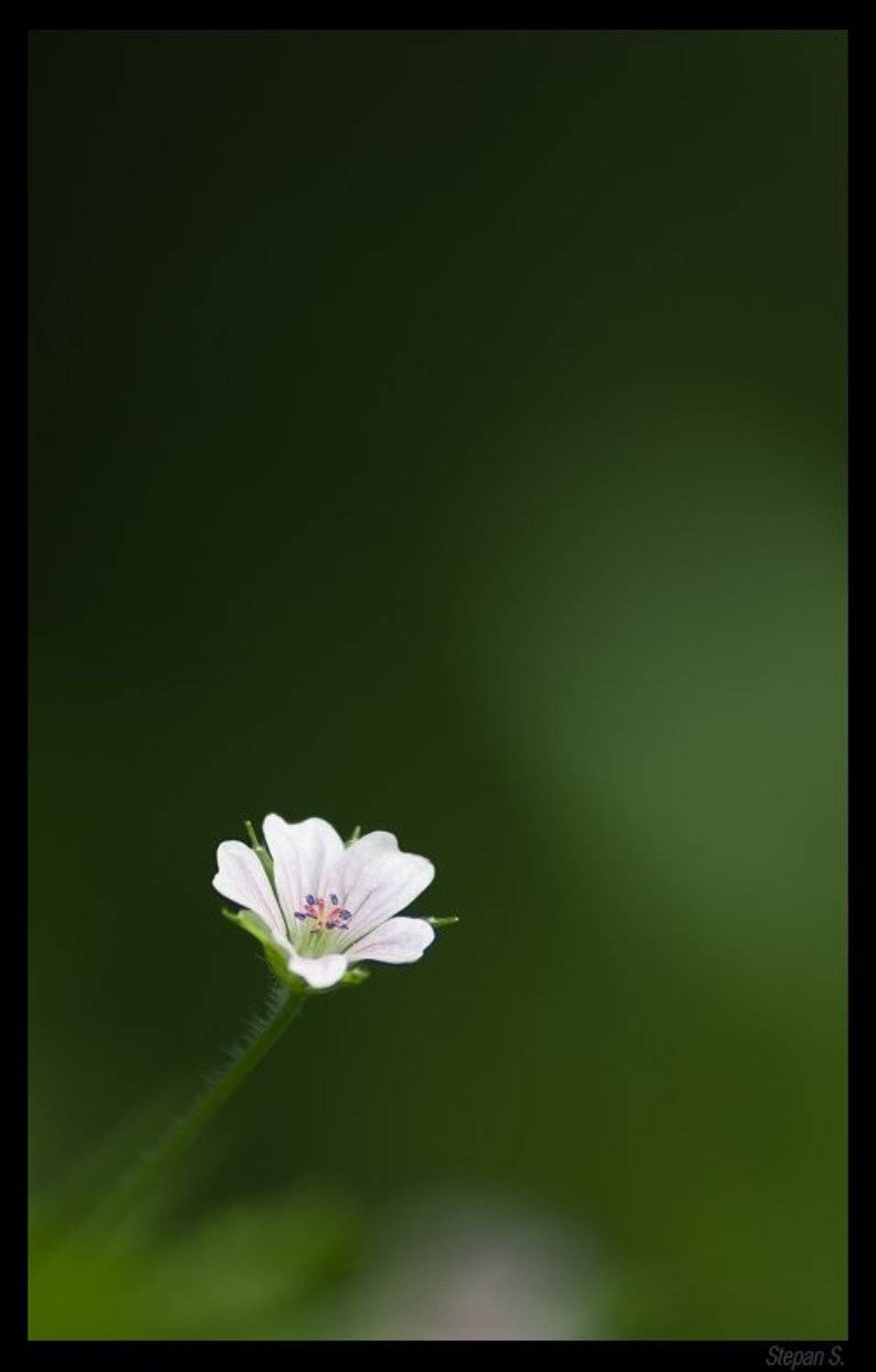 ветренница, StepanS