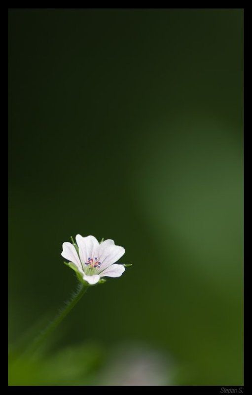 ветренница * фото превью