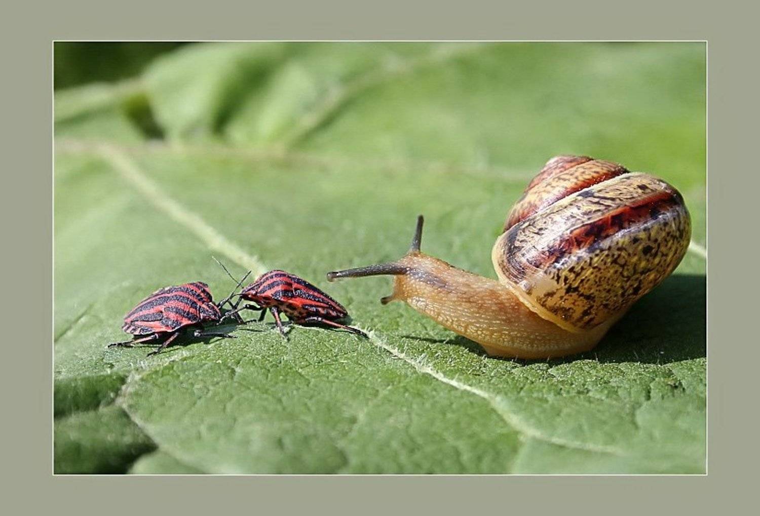 , Михаил Курцев