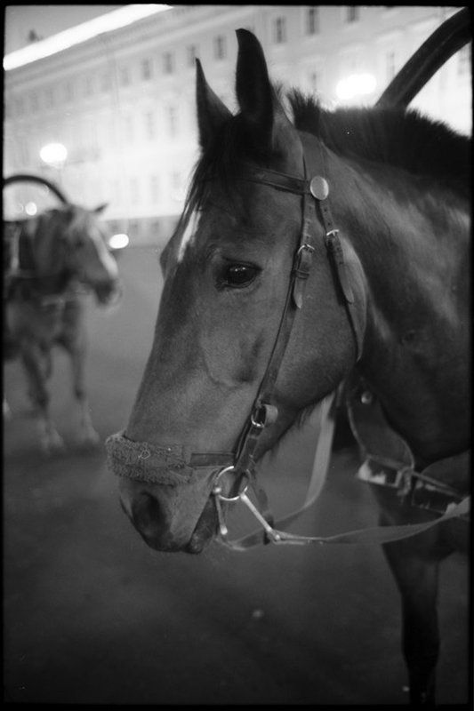 коник ::господи, когда же я сдохну?:: фото превью