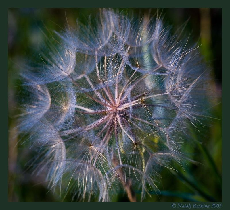 козлобородник,цветы,макро Лунное мерцание фото превью