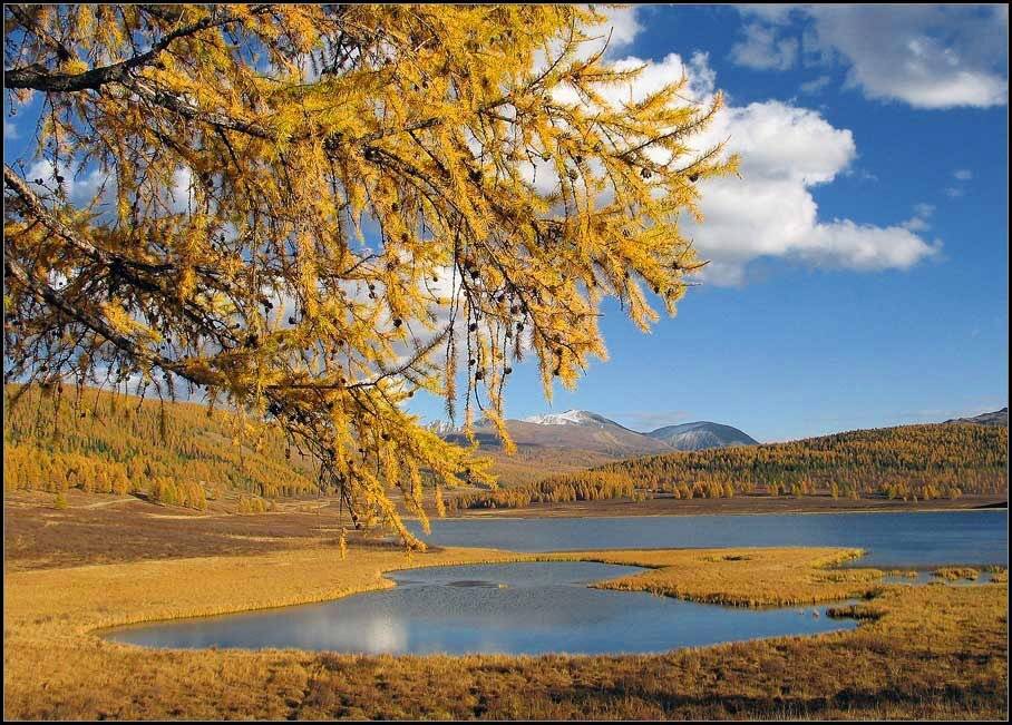 алтай, горы, горный алтай, озеро, улаган, осень, золото, лиственница, аня графова, Аня Графова
