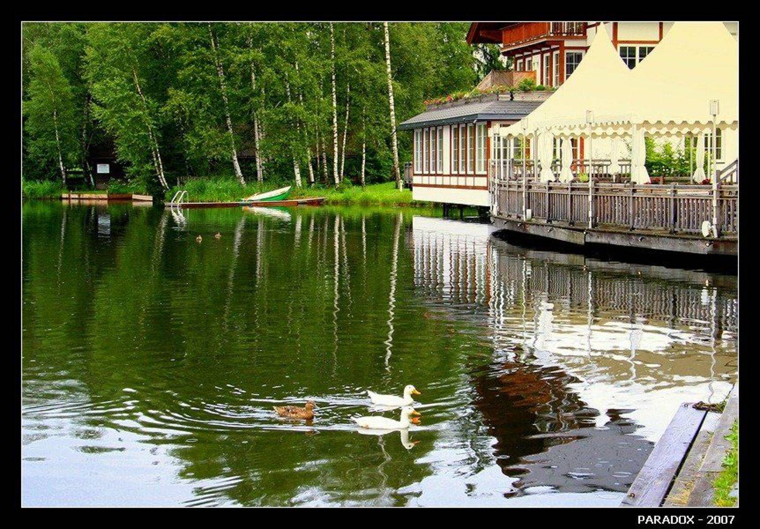 австрия, schwarzensee,черное озеро, утки, березы, paradox, PARADOX