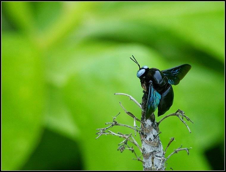 насекомые, муха, жук, Григорий Иващенко