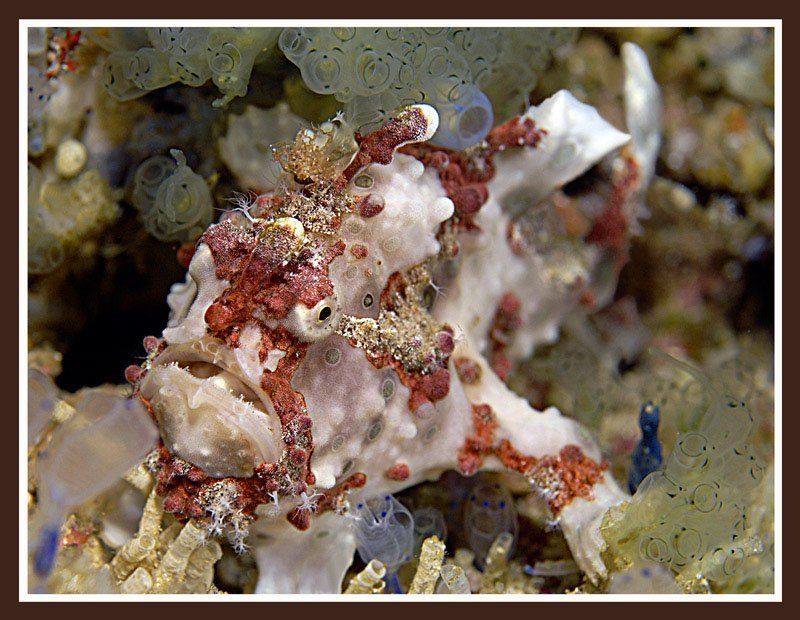 ФрогФишка фото превью