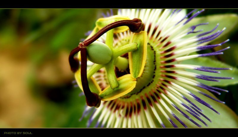 цветок ...странный фото превью
