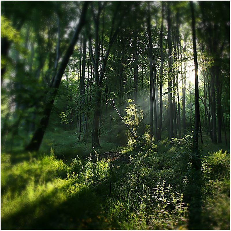 про обыкновенный лес,который мечтает стать сказочным... фото превью