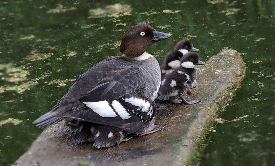 гоголь,утята, Солодухин Виктор