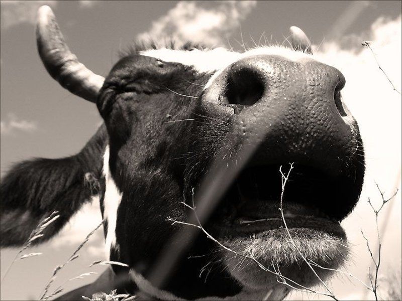 корова вот тебе и мууууу! фото превью