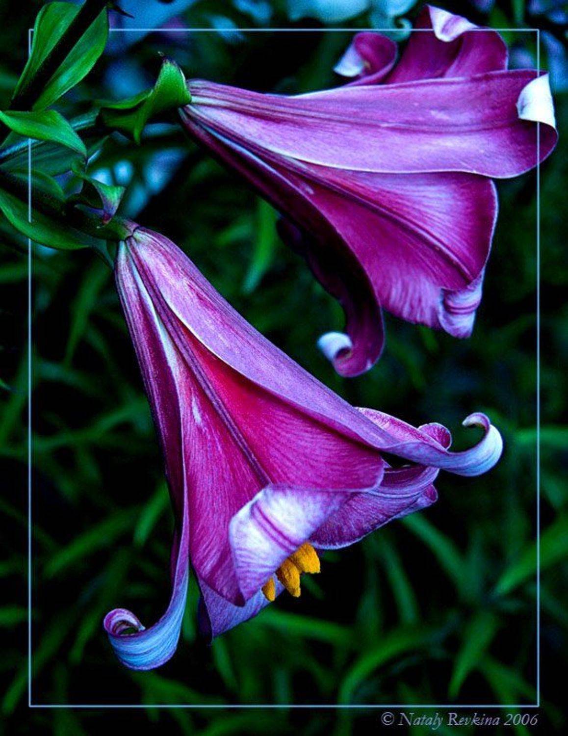 лилии,макро, Наталья Ревкина