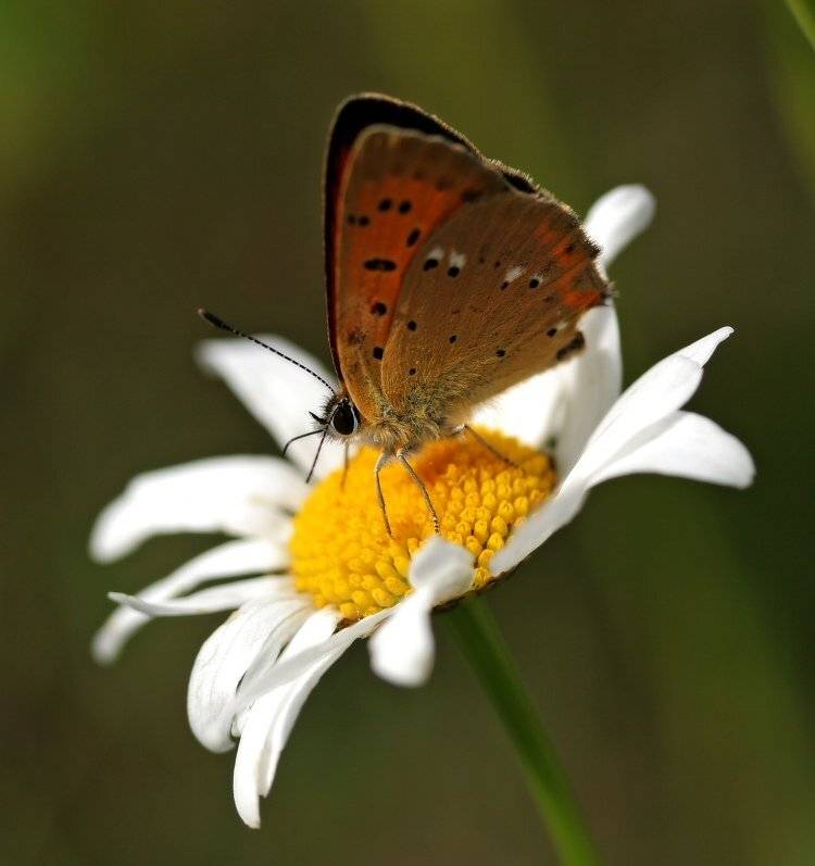 , Владимир Липецких