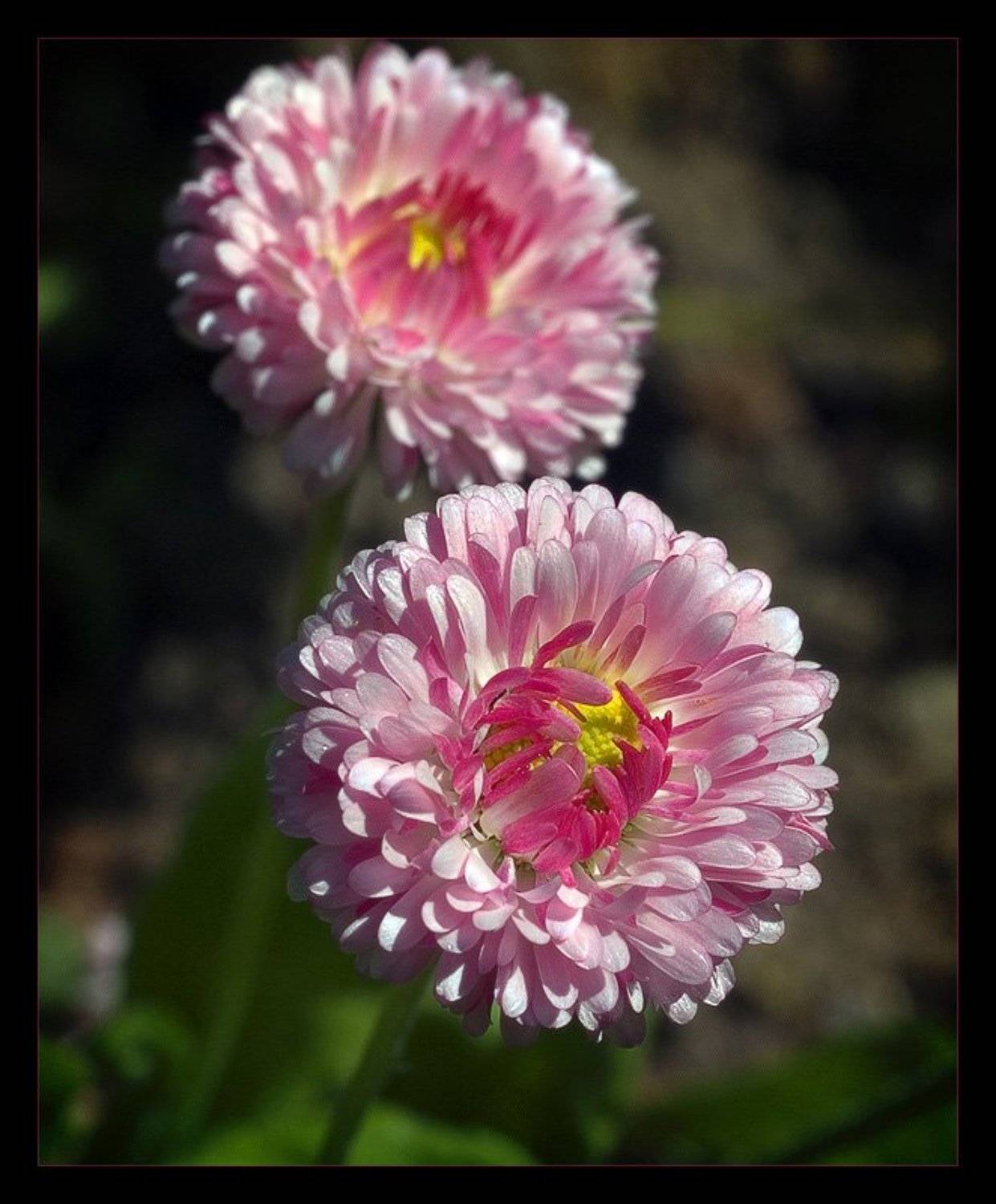 , Павел М. Цветков