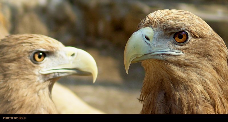 орел ***** фото превью