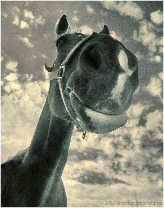 ик, infrared, инфракрасный, инфракрасное, pilgrim, Pilgrim