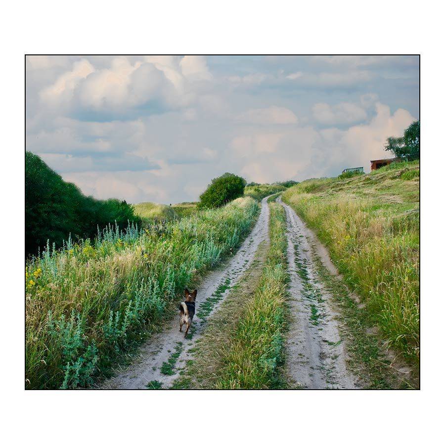 собако кукурузы, Дмитрий Милосердов