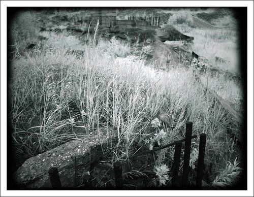 И на камнях растут цветы