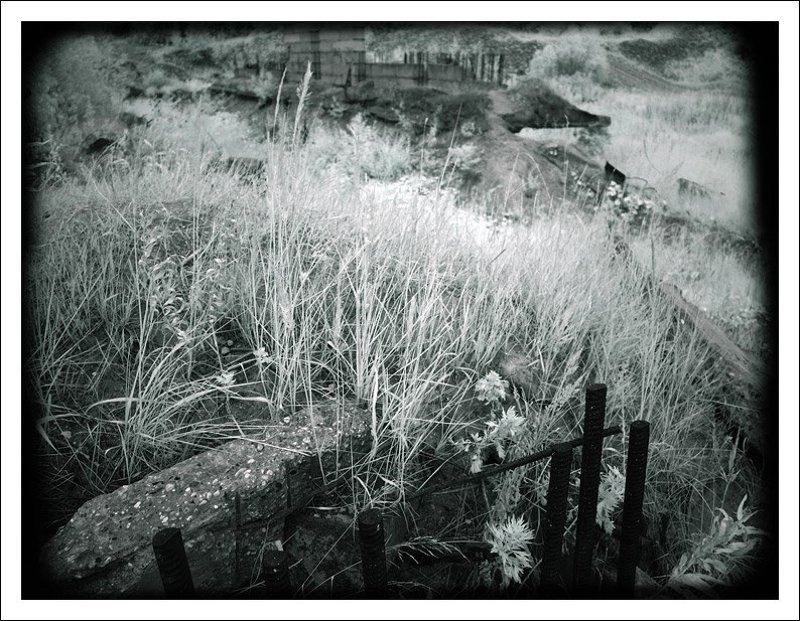 ик,инфракрасная,infrared,ir И на камнях растут цветы фото превью